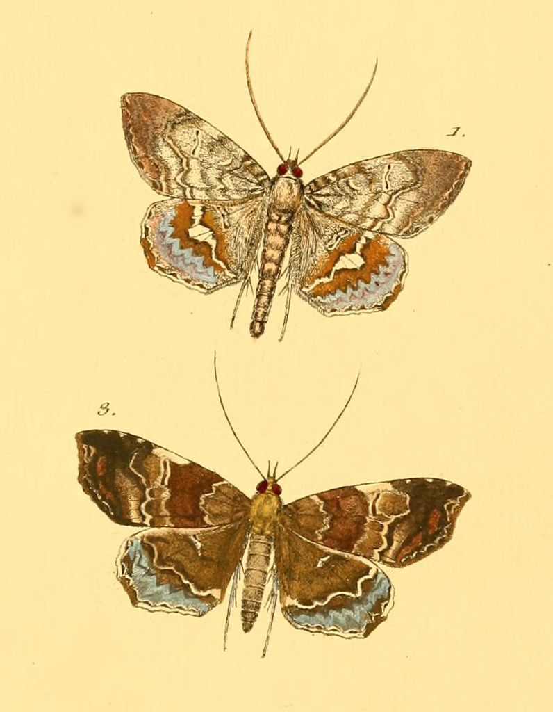 Macrodes cynaralis