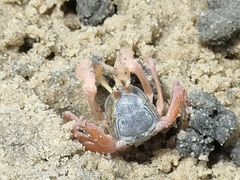 Dotilla myctiroides
