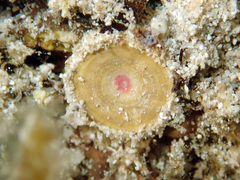 Marginopora vertebralis