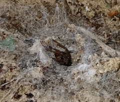 Filistata insidiatrix