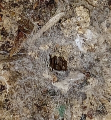 Filistata insidiatrix