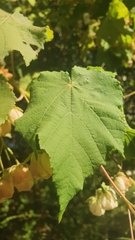Dombeya tiliacea