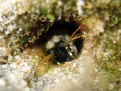 Odontodactylus scyllarus