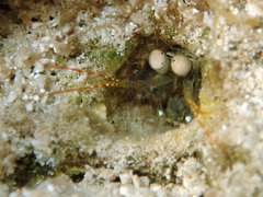 Odontodactylus scyllarus
