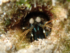 Odontodactylus scyllarus