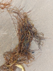 Desmarestia aculeata