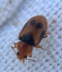 Coccidula scutellata