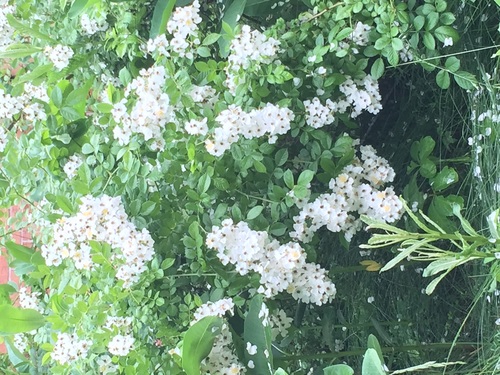 photo of Multiflora Rose (Rosa multiflora)