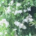 photo of Multiflora Rose (Rosa multiflora)