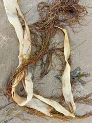 Desmarestia aculeata