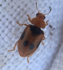 Coccidula scutellata