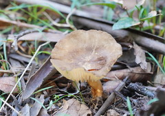 Lactifluus leonardii