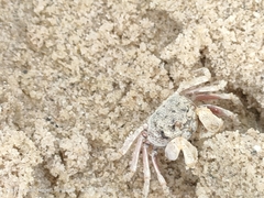 Dotilla wichmanni