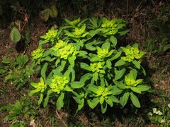 Euphorbia hyberna