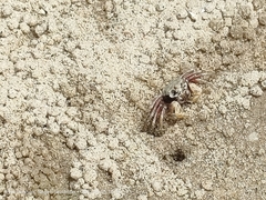 Dotilla wichmanni