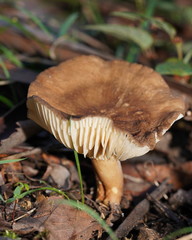 Lactifluus leonardii