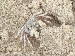 Dotilla wichmanni