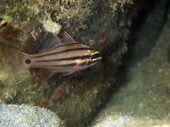 Apogoninae
