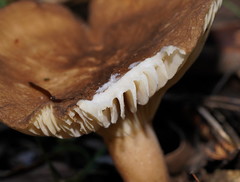 Lactifluus leonardii