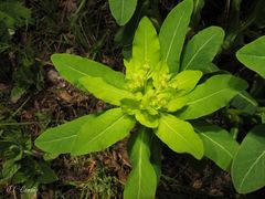Euphorbia hyberna