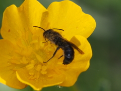 Chelostoma emarginatum