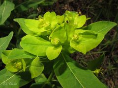 Euphorbia hyberna