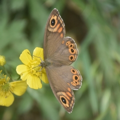 Lasiommata schakra