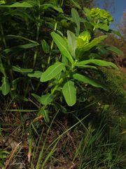 Euphorbia hyberna