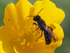 Chelostoma emarginatum