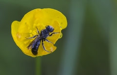 Chelostoma