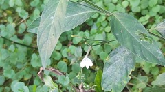 Rhinacanthus gracilis