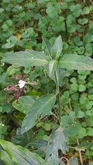 Rhinacanthus gracilis