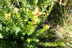 Penaea cneorum gigantea
