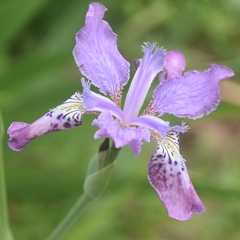 Iris milesii