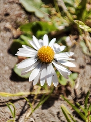 Bellis perennis