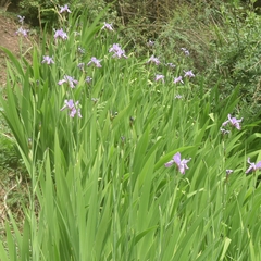 Iris milesii