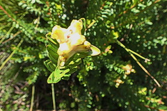 Penaea cneorum gigantea