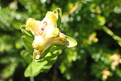 Penaea cneorum gigantea