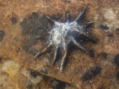 Scutellastra longicosta