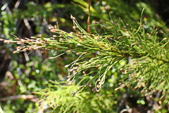 Restio paniculatus