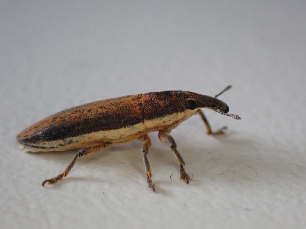 Lixus juncii