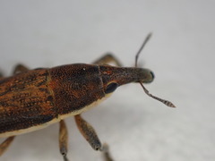 Lixus juncii