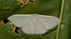 Prasinocyma ocyptera