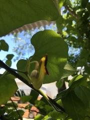 Aristolochia shimadae