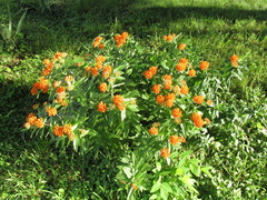Asclepias tuberosa interior
