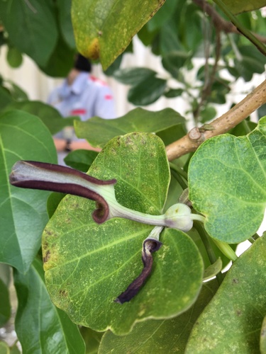 Aristolochia zollingeriana iNat (2)