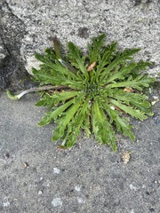 Plantago coronopus