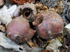 Andricus infectorius