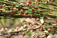 Restio paniculatus