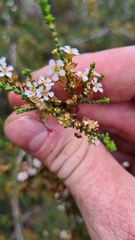 Baeckea brevifolia